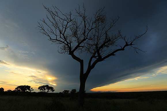 Sunset - Londolozi game reserve