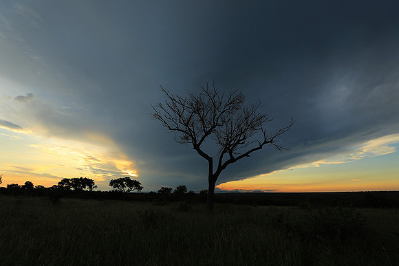 Sunset - Londolozi game reserve