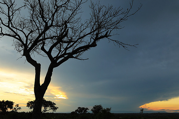 Sunset - Londolozi game reserve
