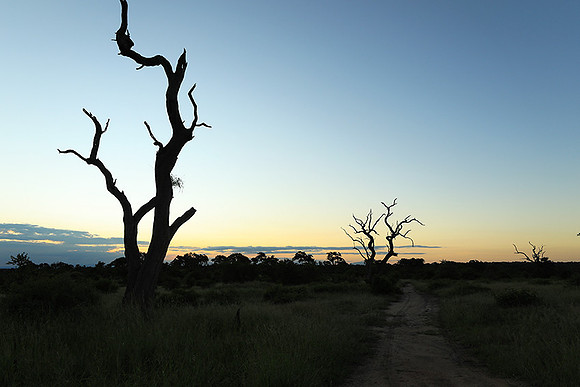 Sunset at Mala Mala