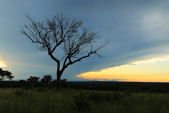 Sunset - Londolozi game reserve
