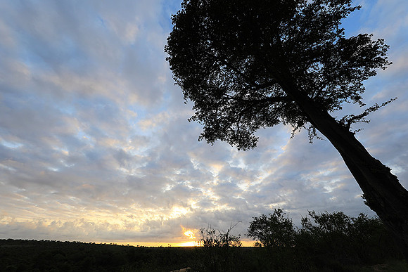 Sunrise - MalaMala