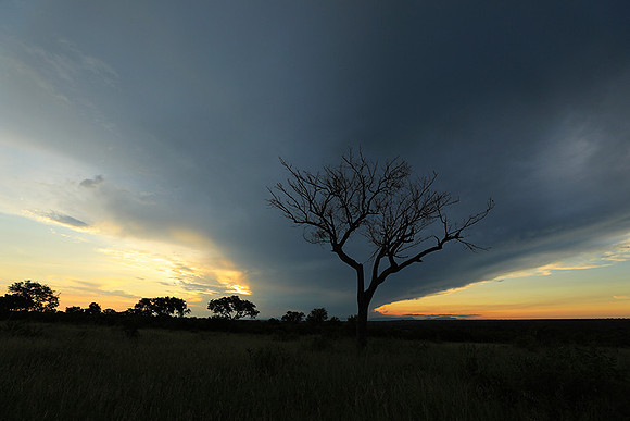 Sunset - Londolozi game reserve