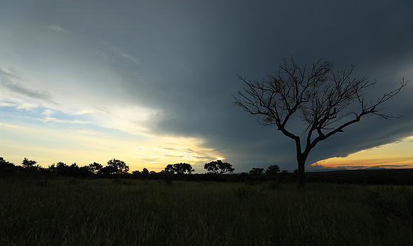 Sunset - Londolozi game reserve