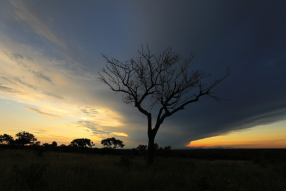 Sunset - Londolozi game reserve