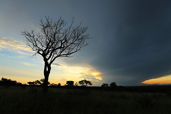 Sunset - Londolozi game reserve