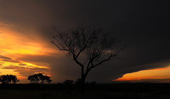 Sunset - Londolozi game reserve