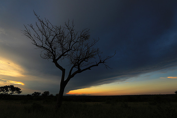 Sunset - Londolozi game reserve