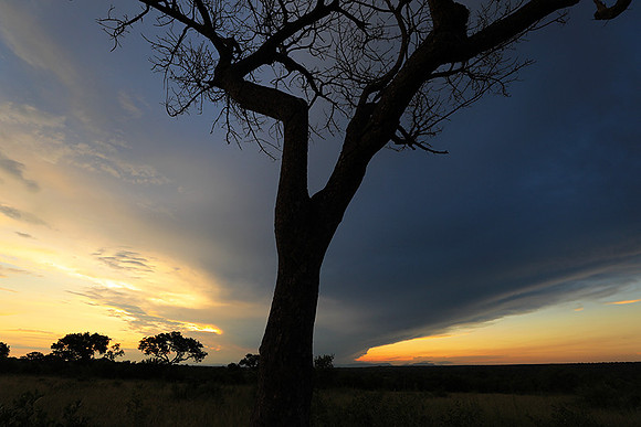 Sunset - Londolozi game reserve