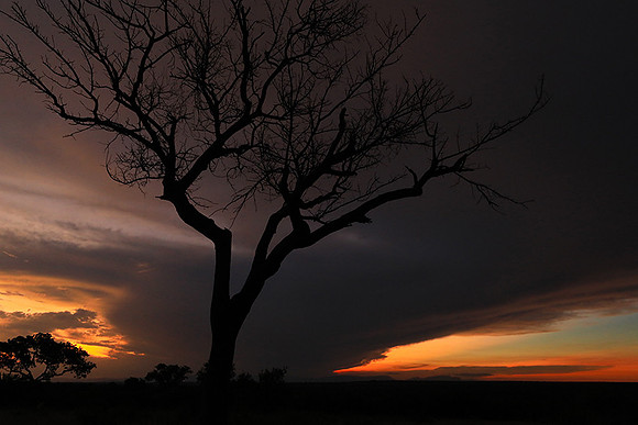 Sunset - Londolozi game reserve