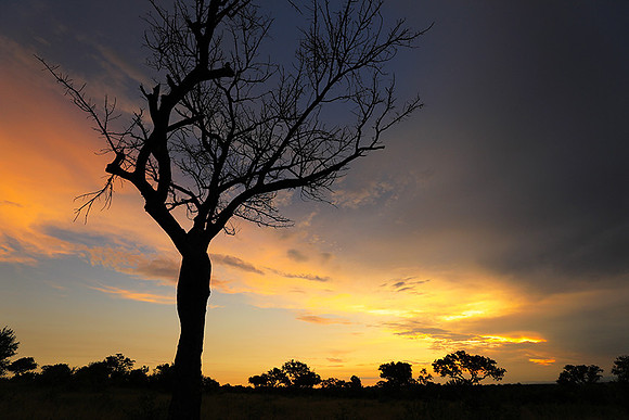 Sunset - Londolozi game reserve