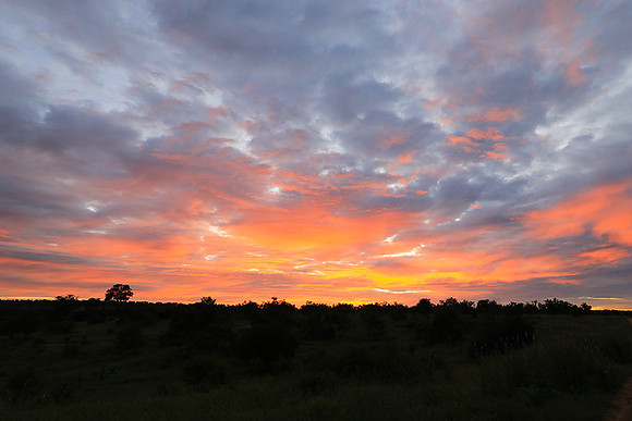 Sunset at Mala Mala