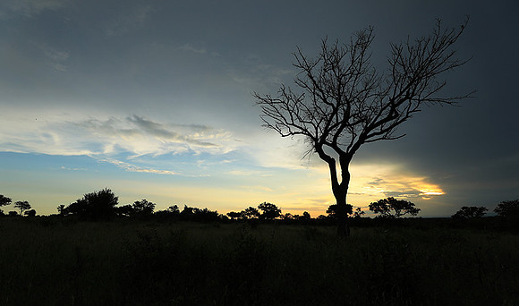 Sunset - Londolozi game reserve