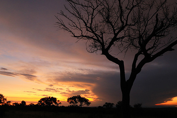 Sunset - Londolozi game reserve