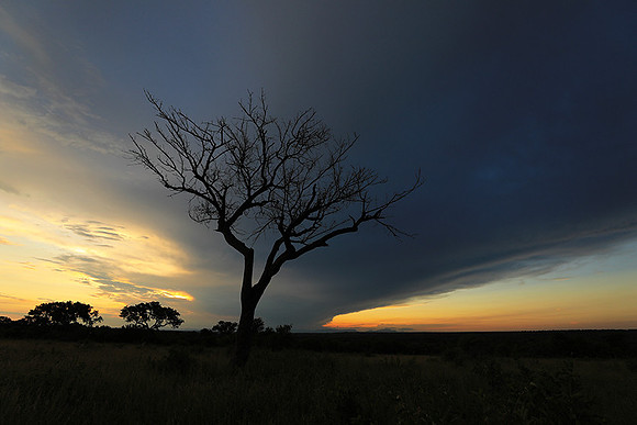 Sunset - Londolozi game reserve