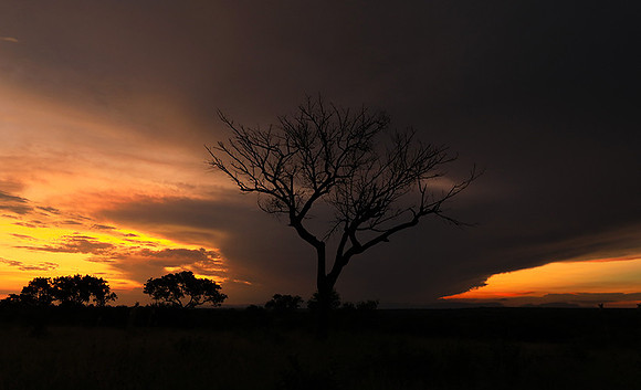 Sunset - Londolozi game reserve