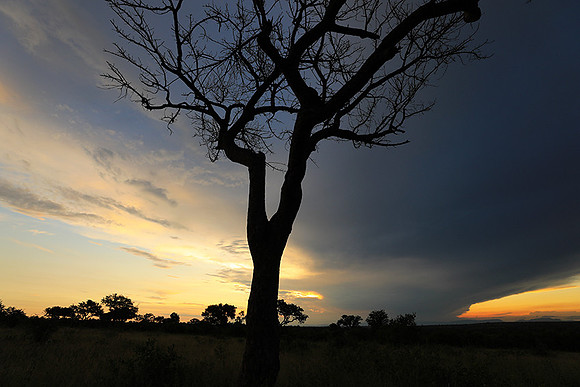 Sunset - Londolozi game reserve