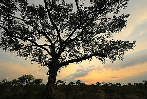 Sunset - Lion Sands