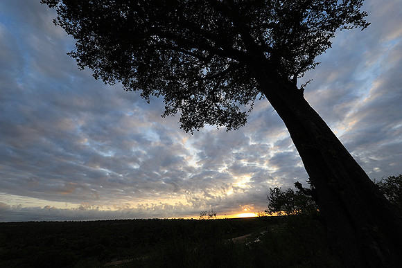 Sunrise - MalaMala