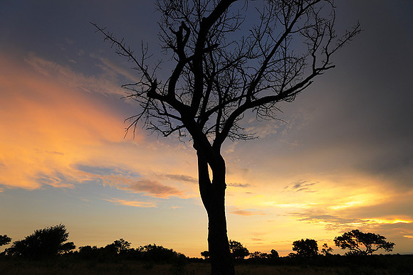 Sunset - Londolozi game reserve