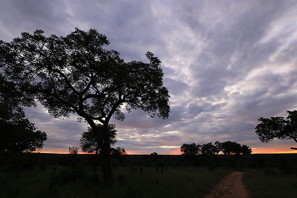 Sunset at Mala Mala