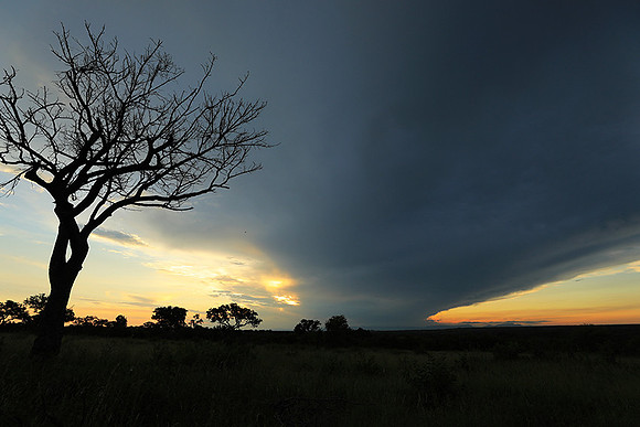 Sunset - Londolozi game reserve