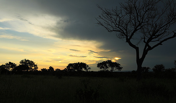 Sunset - Londolozi game reserve