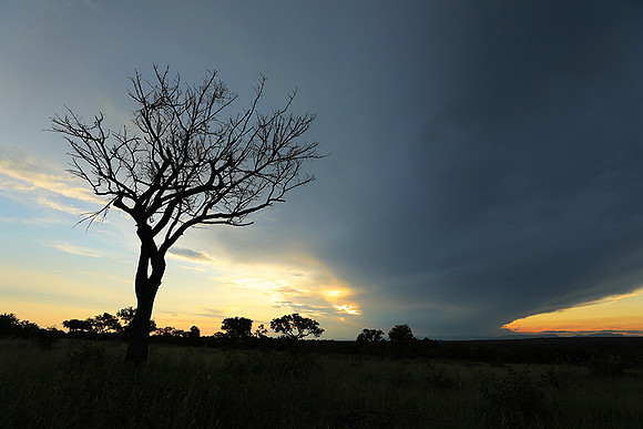 Sunset - Londolozi game reserve
