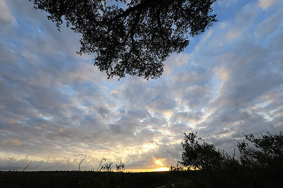 Sunrise - MalaMala