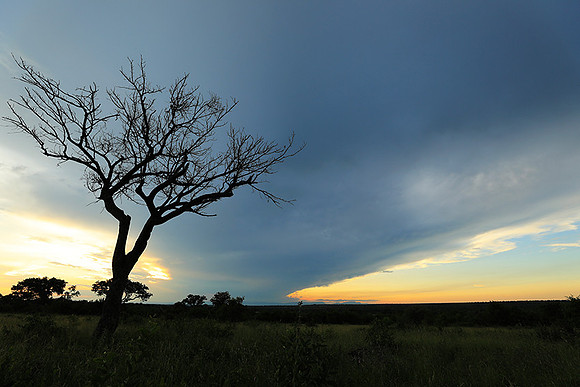 Sunset - Londolozi game reserve