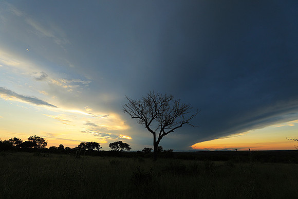 Sunset - Londolozi game reserve