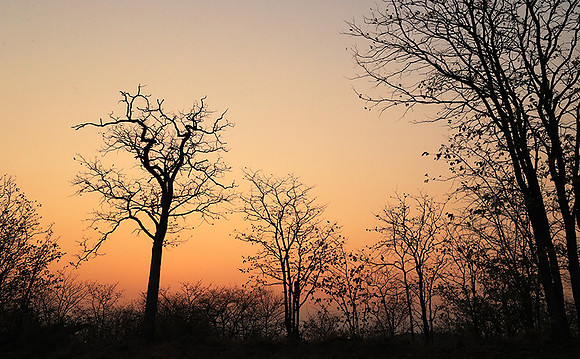 Tree silhouettes in sunset - Kruger NP