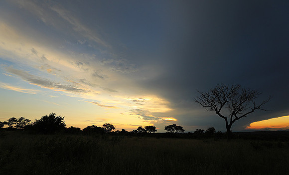 Sunset - Londolozi game reserve