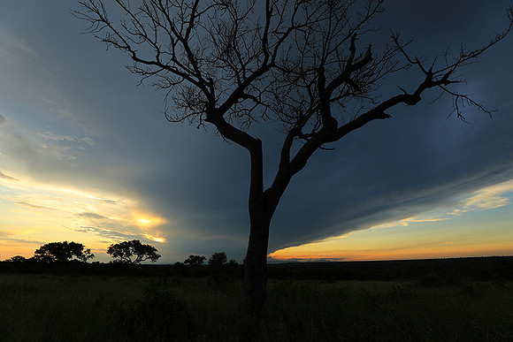 Sunset - Londolozi game reserve
