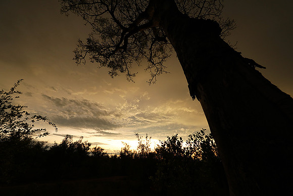 Sunset - Sabi Sand