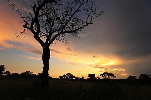 Sunset - Londolozi game reserve