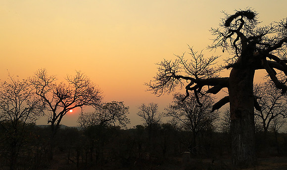 Tree silhouettes in sunset - Kruger NP