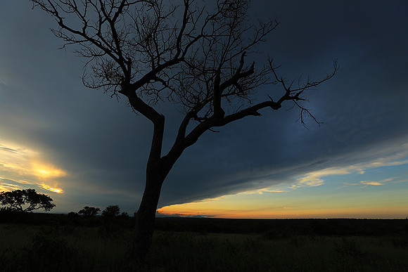 Sunset - Londolozi game reserve