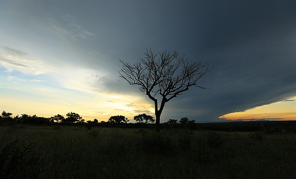 Sunset - Londolozi game reserve