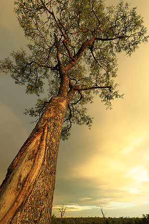 Sunset - Sabi Sand
