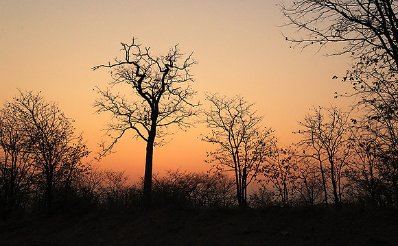 Tree silhouettes in sunset - Kruger NP