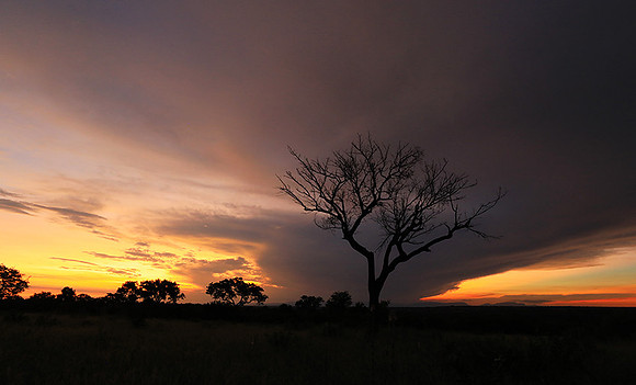 Sunset - Londolozi game reserve