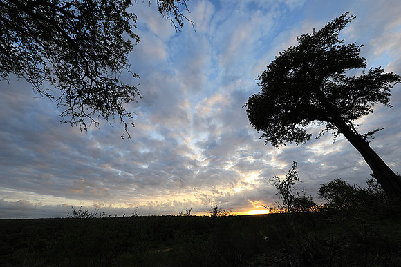 Sunrise - MalaMala