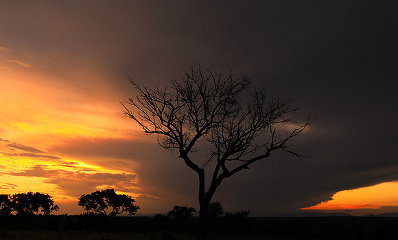 Sunset - Londolozi game reserve