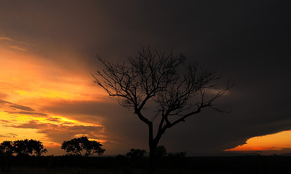 Sunset - Londolozi game reserve
