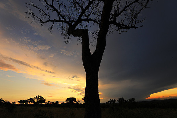 Sunset - Londolozi game reserve