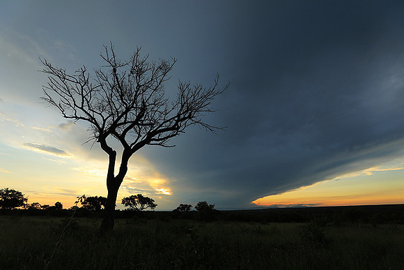 Sunset - Londolozi game reserve