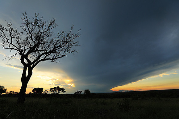Sunset - Londolozi game reserve