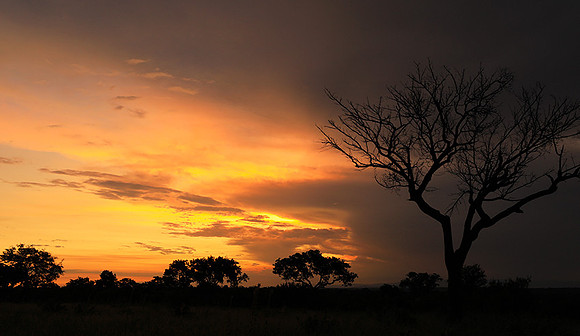 Sunset - Londolozi game reserve