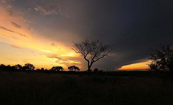 Sunset - Londolozi game reserve